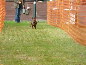 hunderennen 20 10 24