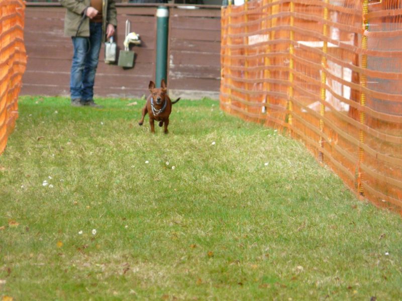 hunderennen 20 10 24