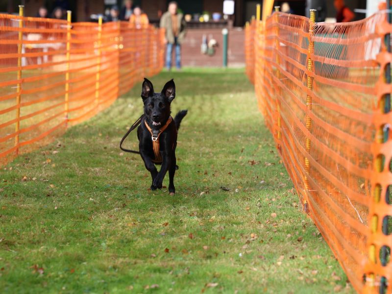 hunderennen 20 10 24