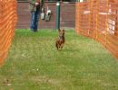 hunderennen 20 10 24