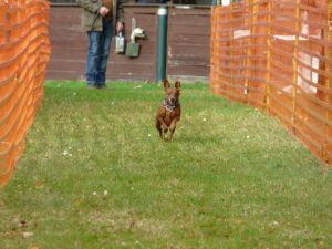 hunderennen 20 10 24