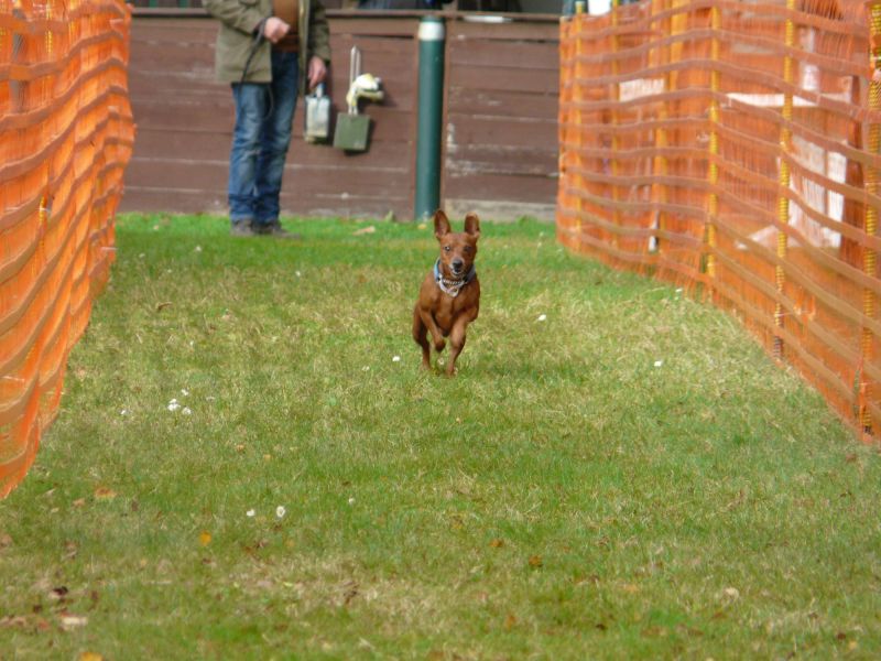 hunderennen 20 10 24