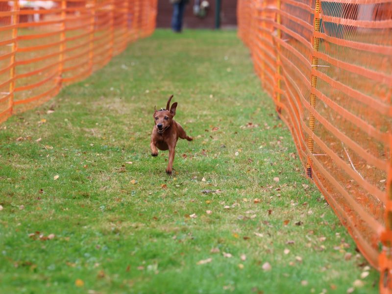 hunderennen 20 10 24