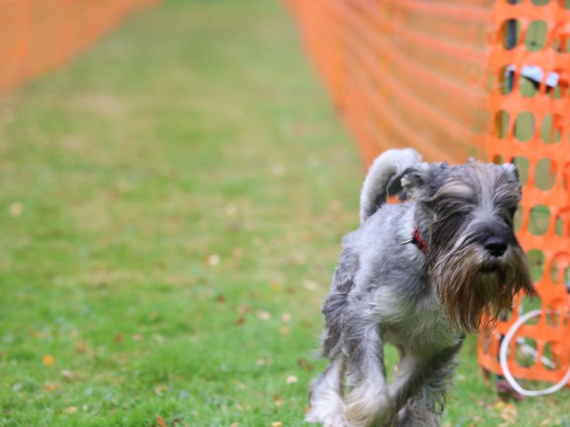 hunderennen 20 10 24