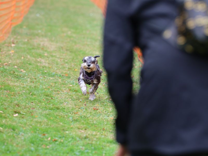 hunderennen 20 10 24