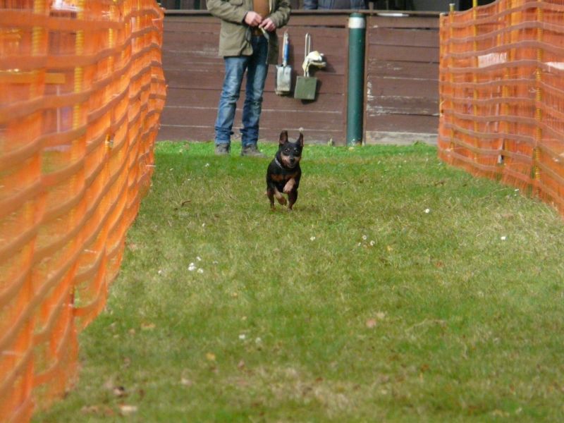 hunderennen 20 10 24