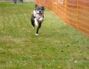 hunderennen 20 10 24