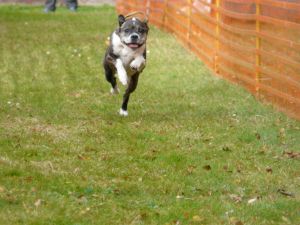 hunderennen 20 10 24