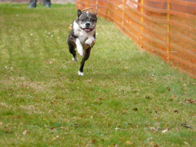 hunderennen 20 10 24