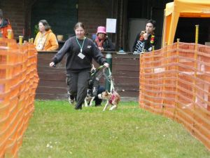hunderennen 20 10 24