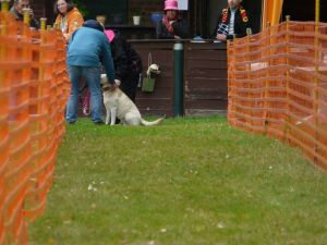 hunderennen 20 10 24