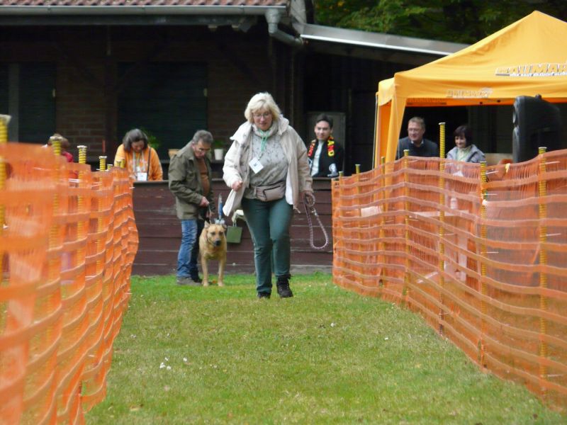 hunderennen 20 10 24