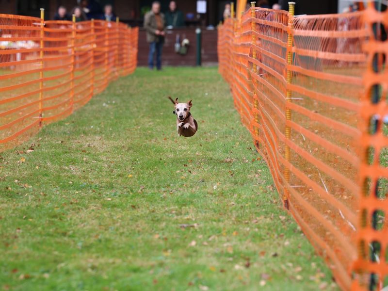 hunderennen 20 10 24