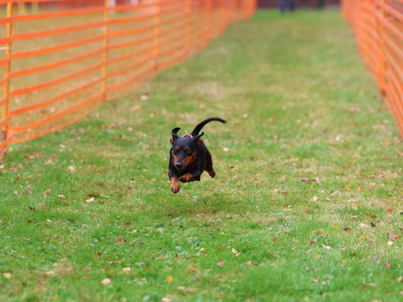 hunderennen 20 10 24