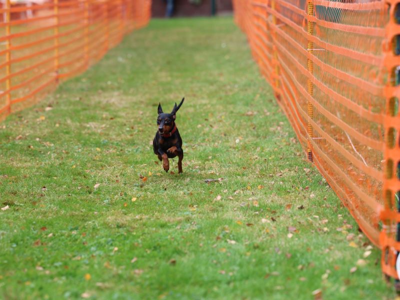 hunderennen 20 10 24