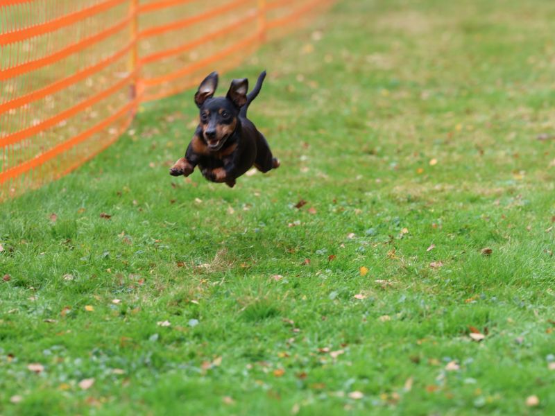hunderennen 20 10 24