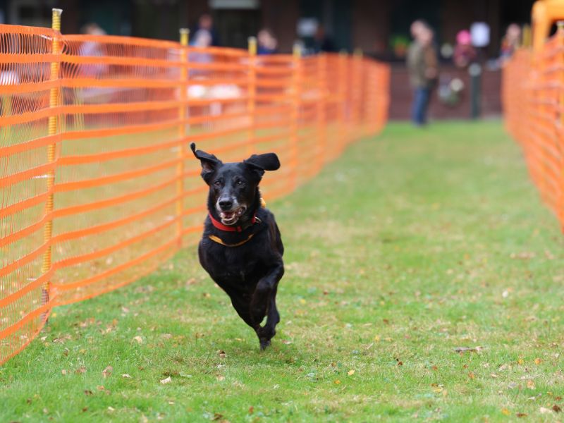 hunderennen 20 10 24