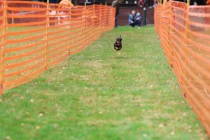 hunderennen 20 10 24