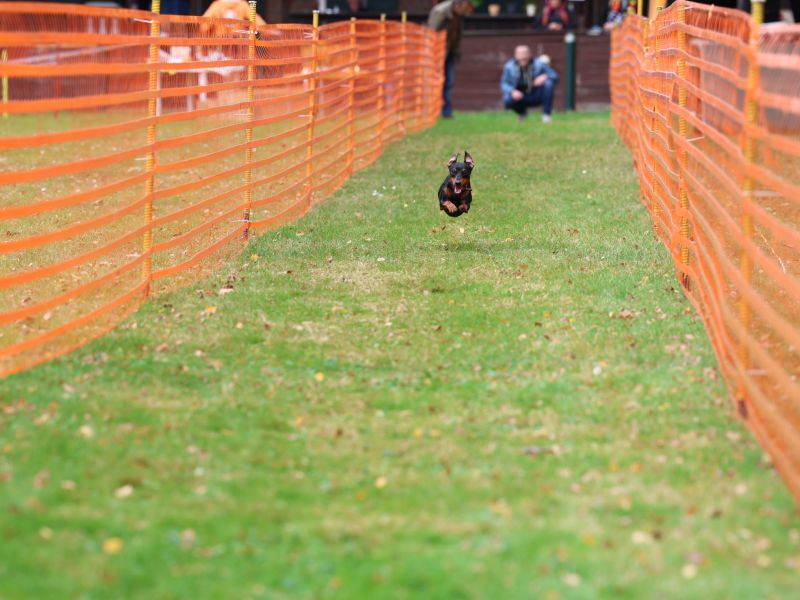 hunderennen 20 10 24