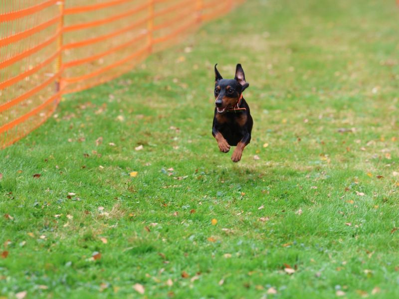 hunderennen 20 10 24