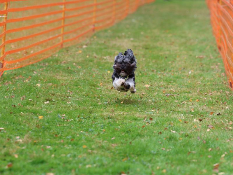 hunderennen 20 10 24