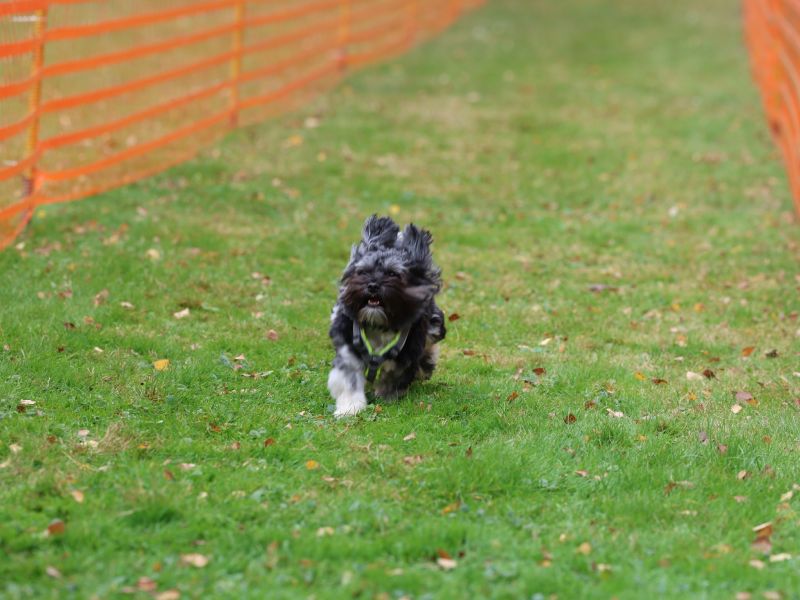 hunderennen 20 10 24