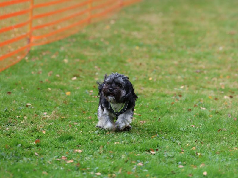 hunderennen 20 10 24