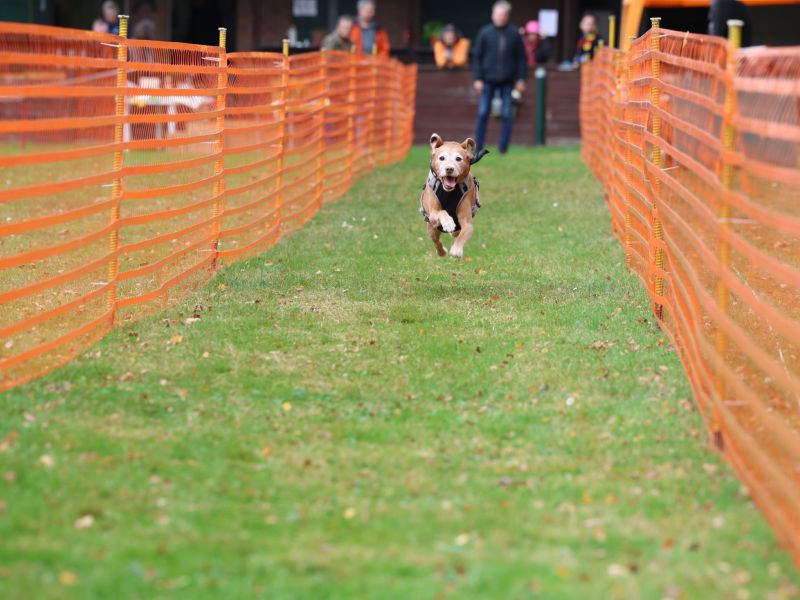 hunderennen 20 10 24