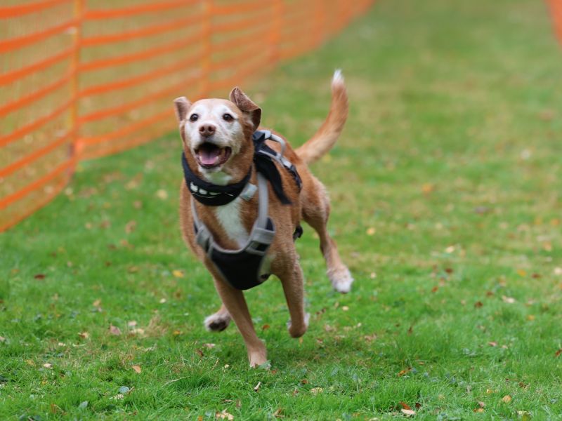 hunderennen 20 10 24