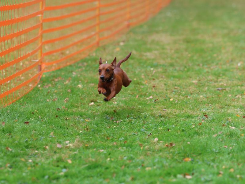 hunderennen 20 10 24