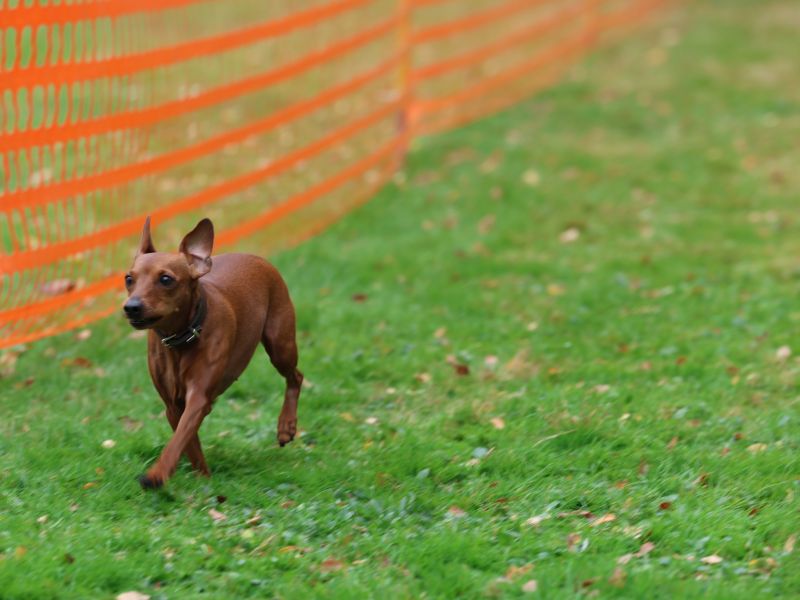 hunderennen 20 10 24