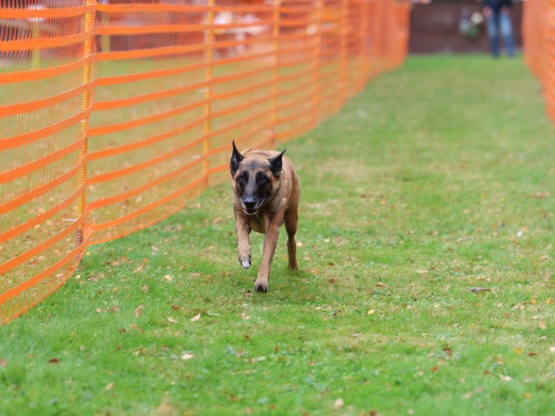 hunderennen 20 10 24