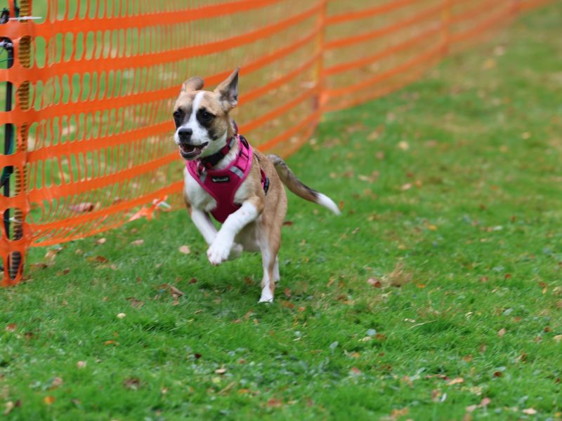 hunderennen 20 10 24