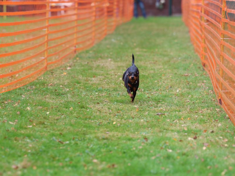 hunderennen 20 10 24