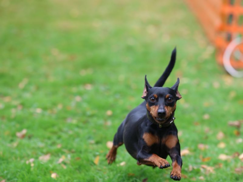 hunderennen 20 10 24