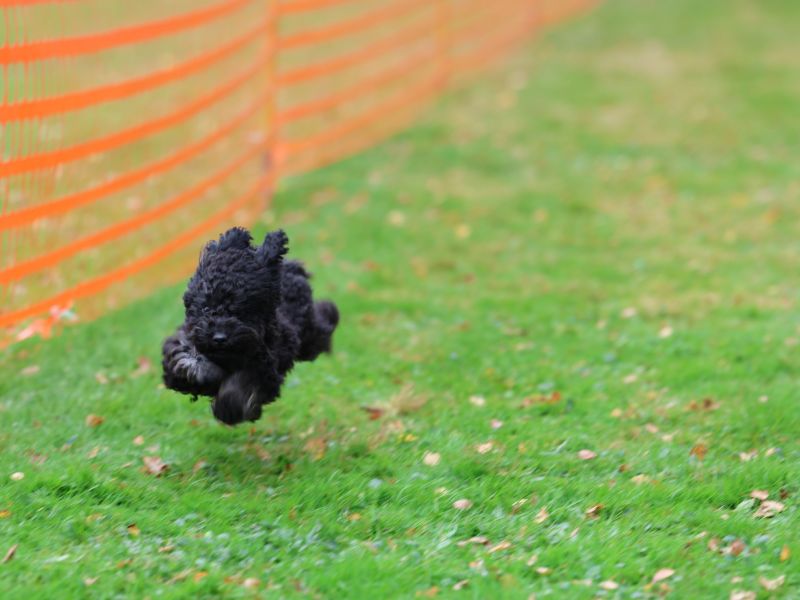 hunderennen 20 10 24