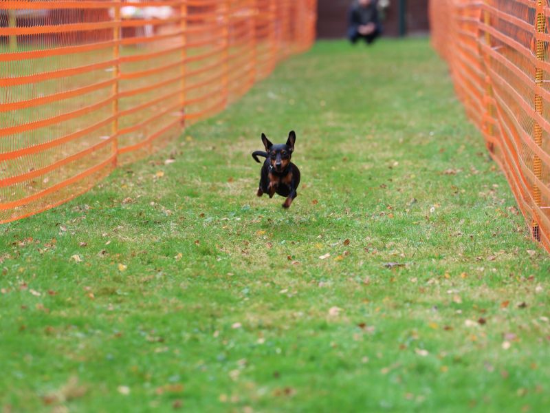 hunderennen 20 10 24