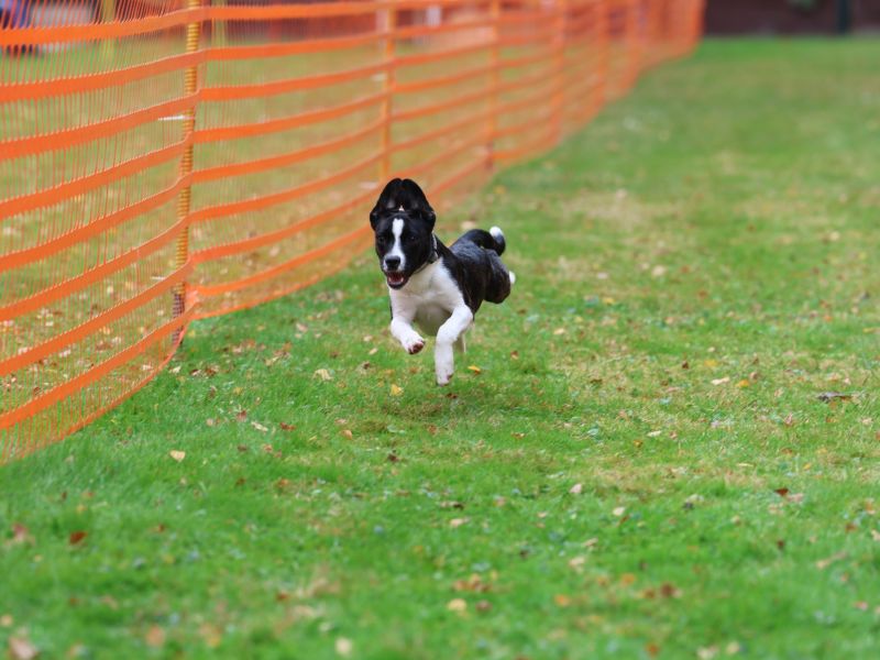 hunderennen 20 10 24