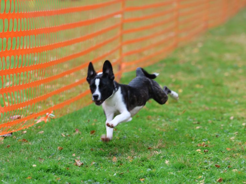 hunderennen 20 10 24