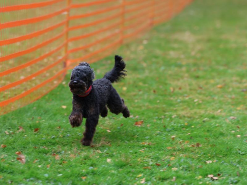 hunderennen 20 10 24