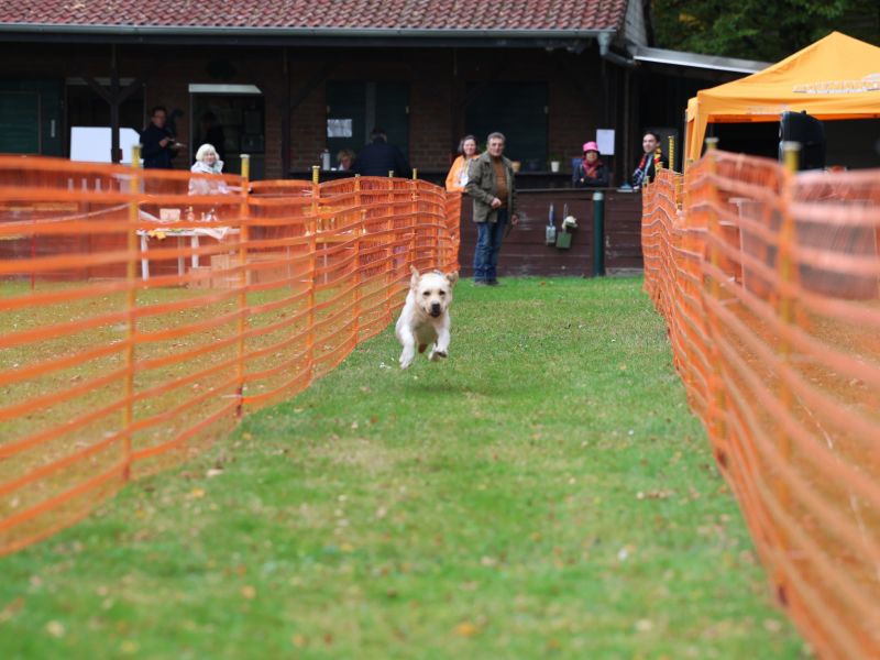 hunderennen 20 10 24