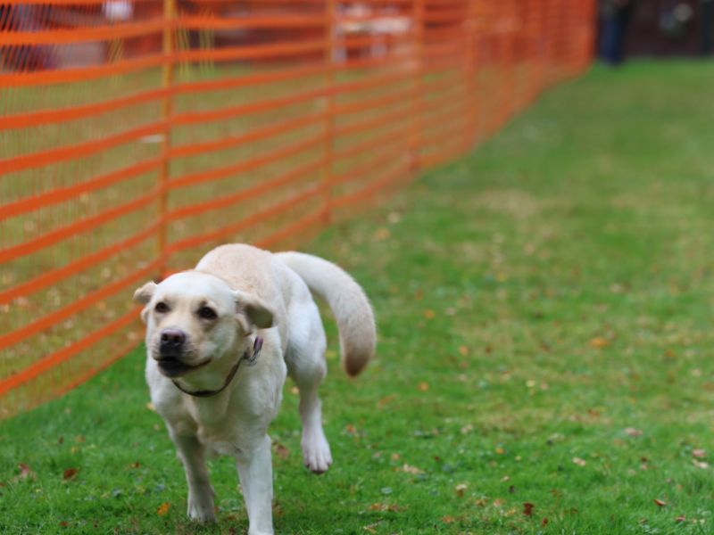 hunderennen 20 10 24