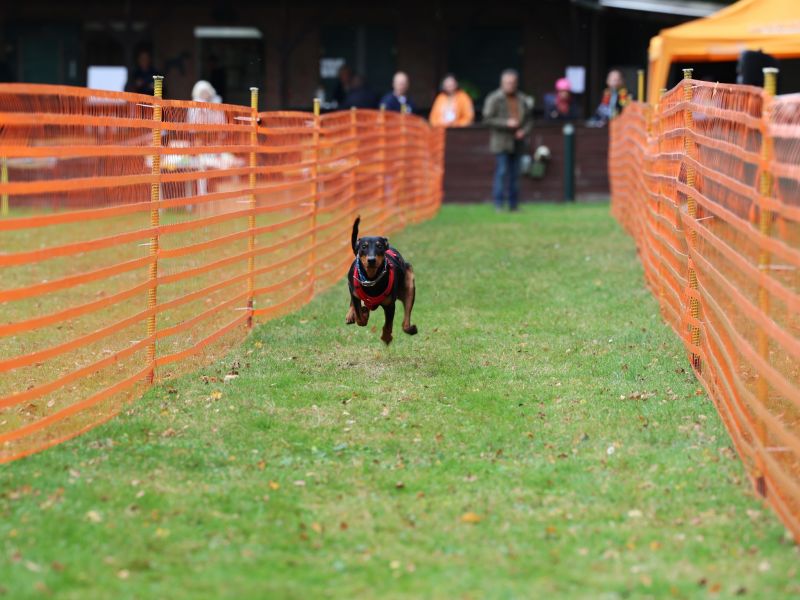 hunderennen 20 10 24