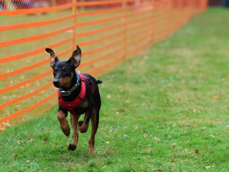hunderennen 20 10 24