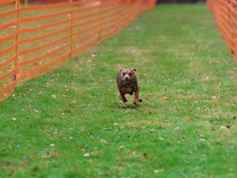 hunderennen 20 10 24