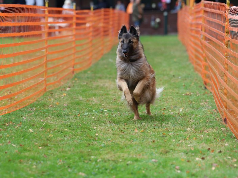 hunderennen 20 10 24