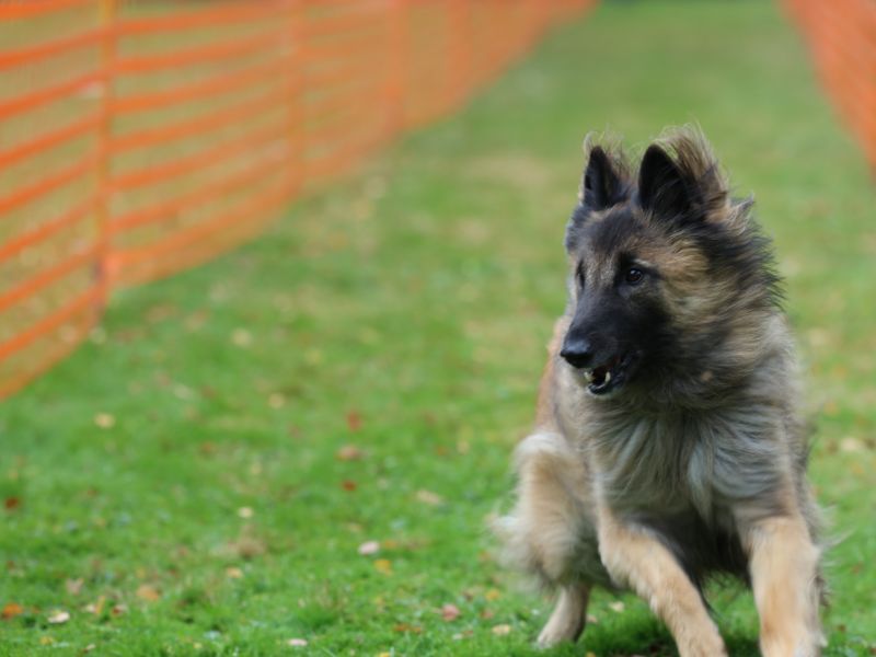 hunderennen 20 10 24