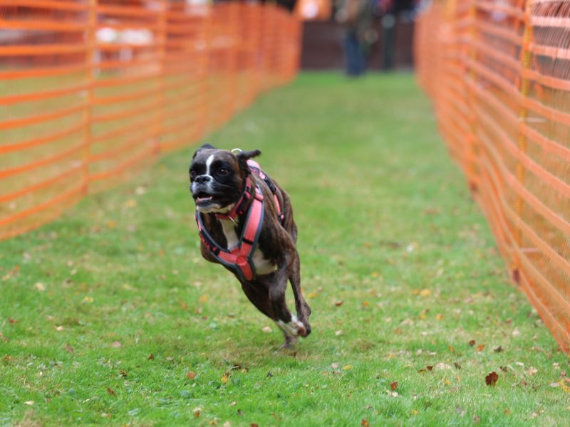 hunderennen 20 10 24