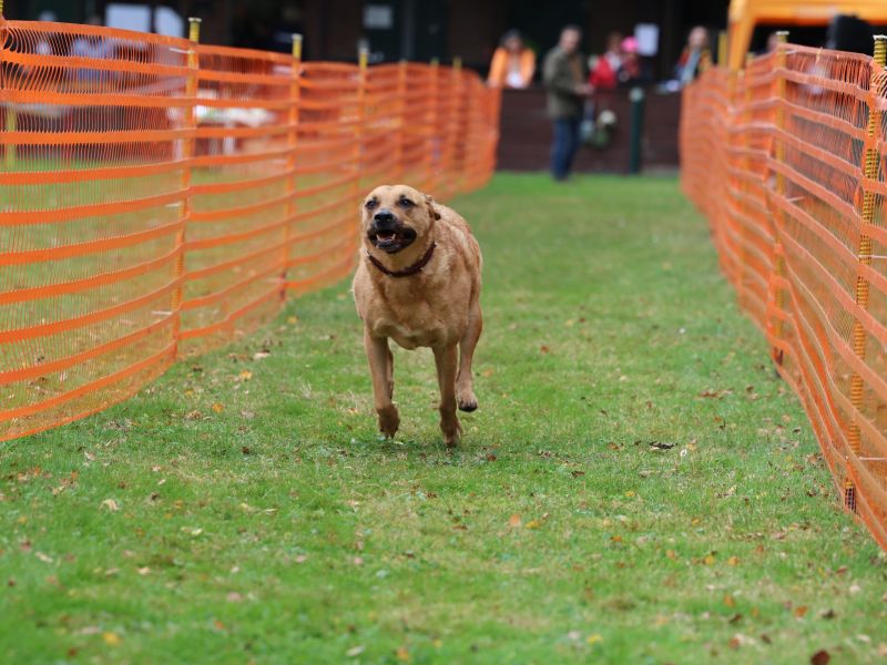 hunderennen 20 10 24