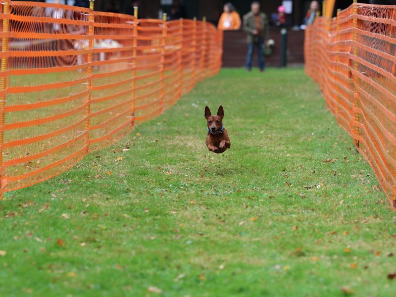 hunderennen 20 10 24